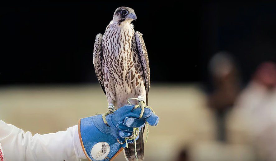 مزاد الصقور السعودي يواصل تحطيم الأرقام.. بيع صقرين بـ236 ألف ريال