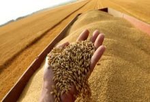 هيئة الأمن الغذائي تطرح مناقصة لاستيراد 300 ألف طن قمح