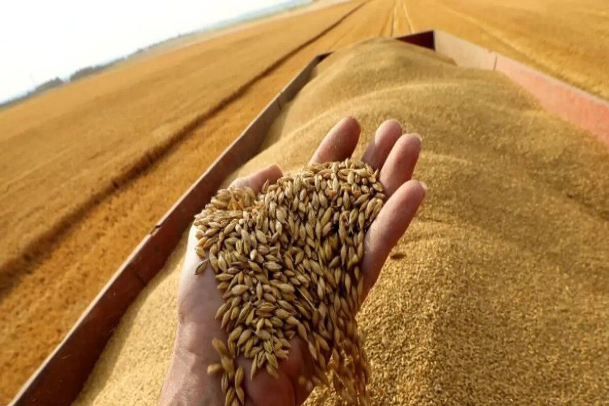 هيئة الأمن الغذائي تطرح مناقصة لاستيراد 300 ألف طن قمح