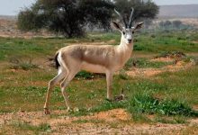 هيئة تطوير محمية الإمام تركي بن عبدالله الملكية توثّق تعافي الحياة البرية وعودة التوازن البيئي