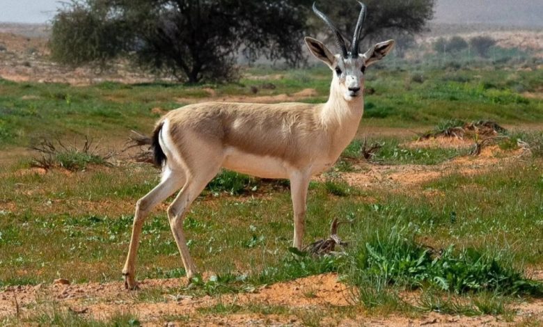 هيئة تطوير محمية الإمام تركي بن عبدالله الملكية توثّق تعافي الحياة البرية وعودة التوازن البيئي