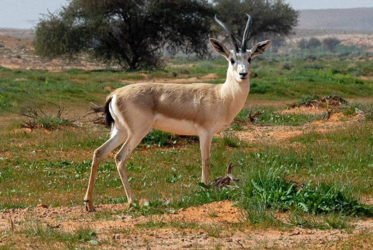 هيئة تطوير محمية الإمام تركي بن عبدالله الملكية توثّق تعافي الحياة البرية وعودة التوازن البيئي