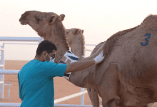 "وقاء" تفحص 90 ألف عينة حيوانية لرصد الأمراض الوبائية بالمملكة