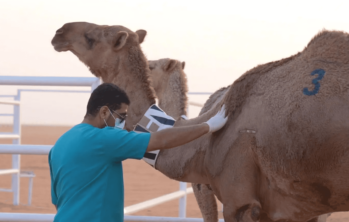"وقاء" تفحص 90 ألف عينة حيوانية لرصد الأمراض الوبائية بالمملكة