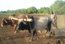 التراث الزراعي بلحج .. بحث تراثي حول ممارسات الزراعة التقليدية ودور البتول والذاري والضميد في المجتمع الزراعي القديم بلحج