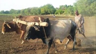 التراث الزراعي بلحج .. بحث تراثي حول ممارسات الزراعة التقليدية ودور البتول والذاري والضميد في المجتمع الزراعي القديم بلحج