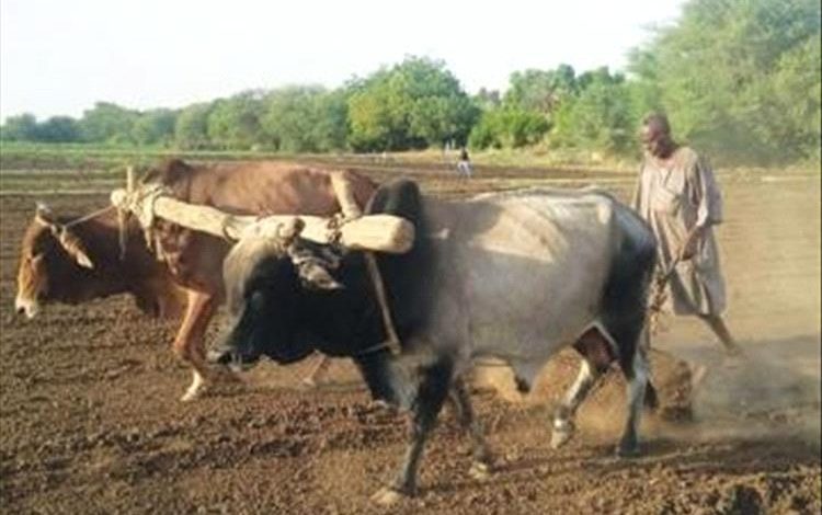 التراث الزراعي بلحج .. بحث تراثي حول ممارسات الزراعة التقليدية ودور البتول والذاري والضميد في المجتمع الزراعي القديم بلحج