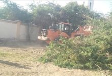 السلطة المحلية بمودية تزيل أشجار السيسبان من مرافق تعليمية وصحية