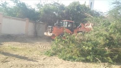 السلطة المحلية بمودية تزيل أشجار السيسبان من مرافق تعليمية وصحية
