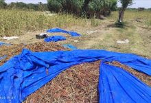 الصريب في لحج… ذاكرة تعب تصنع الخبز والفرح