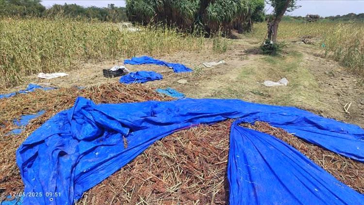 الصريب في لحج… ذاكرة تعب تصنع الخبز والفرح