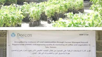 تدشين توزيع شتلات البن لعدد 600 مستفيد _ بني حماد _ مديرية المواسط