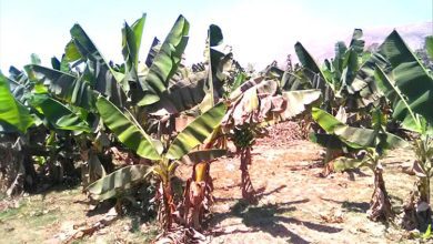 حريق مفاجئ يهز مزارع الكود فجراً.. والنيران تلتهم مساحات من مزارع الموز