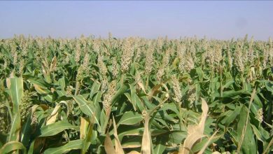 حصاد يتحدى المطر.. مزارعو تعز يجنون تعب عامٍ كامل من بين صخور الحجرية