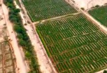 دلتا تبن.. لوحة خضراء في قلب محافظة لحج