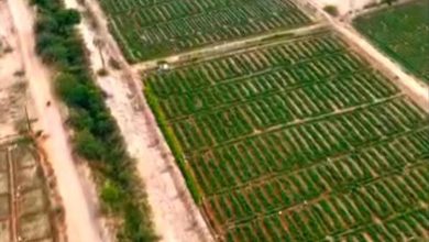 دلتا تبن.. لوحة خضراء في قلب محافظة لحج