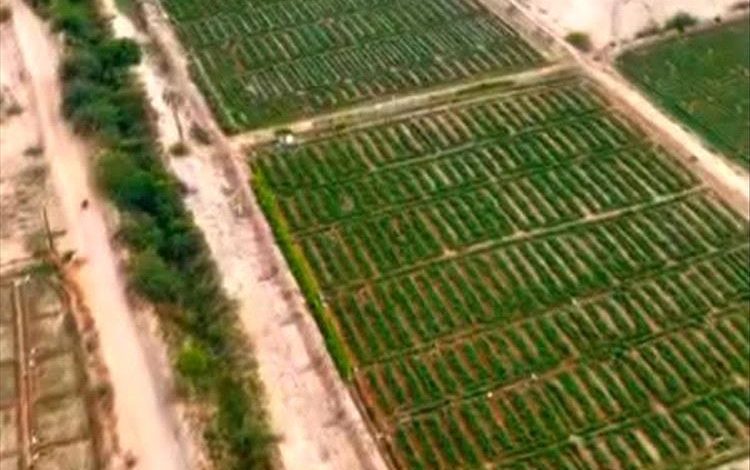 دلتا تبن.. لوحة خضراء في قلب محافظة لحج