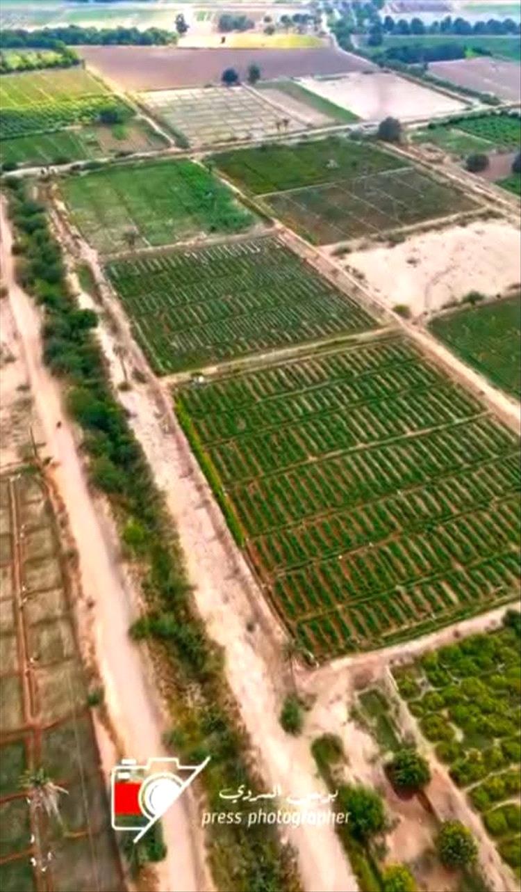 دلتا تبن.. لوحة خضراء في قلب محافظة لحج