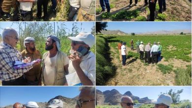 فريق متخصص من محطة البحوث الزراعية بالكود ينفذ زيارة ميدانية الى عدد من الحقول الزراعية بمناطق دلتا أبين