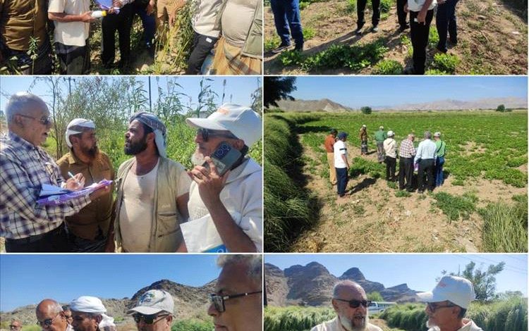 فريق متخصص من محطة البحوث الزراعية بالكود ينفذ زيارة ميدانية الى عدد من الحقول الزراعية بمناطق دلتا أبين