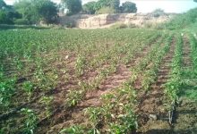 من أرض الوادي الأعظم بلحج… الخير يزهر من جديد