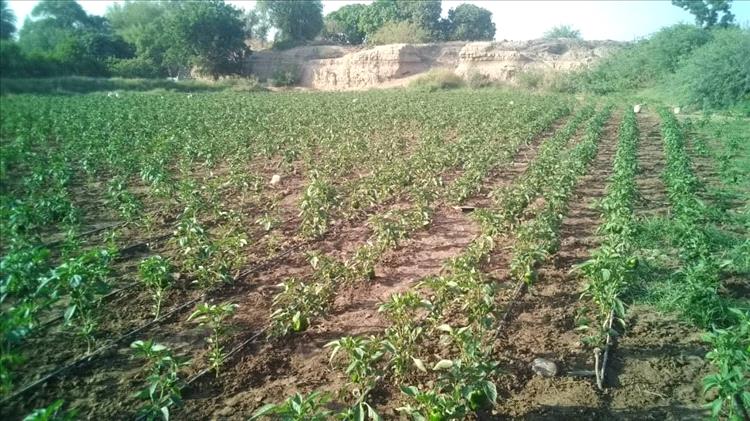 من أرض الوادي الأعظم بلحج… الخير يزهر من جديد