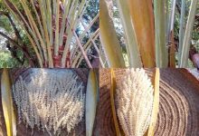 نخلة نادرة تثمر اربع مرات خلال العام بشبوة