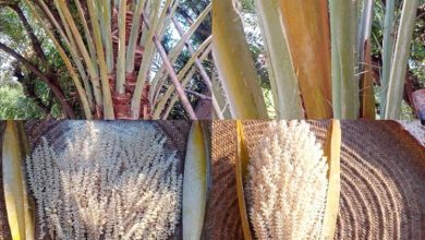 نخلة نادرة تثمر اربع مرات خلال العام بشبوة