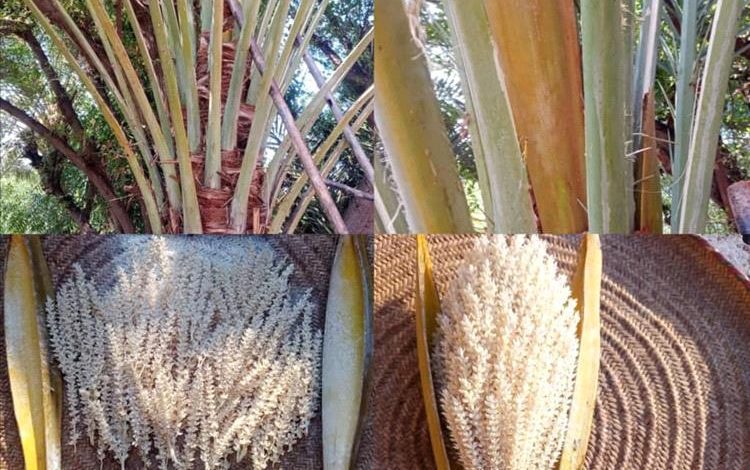 نخلة نادرة تثمر اربع مرات خلال العام بشبوة