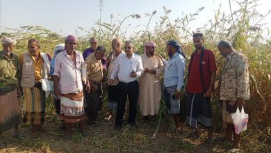 وكيل وزارة الزراعة وفريق بحثي من الهيئة العامة للبحوث الزراعية محطة الكود أبين ينفذون نزولًا إلى مزارع دلتا تبن بلحج