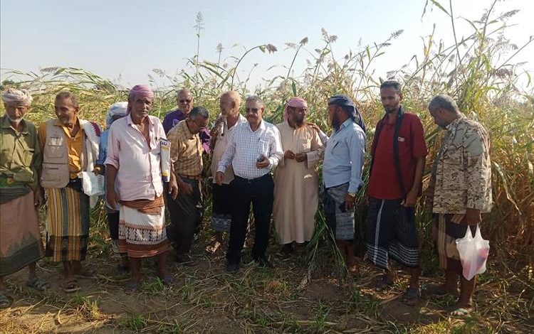 وكيل وزارة الزراعة وفريق بحثي من الهيئة العامة للبحوث الزراعية محطة الكود أبين ينفذون نزولًا إلى مزارع دلتا تبن بلحج