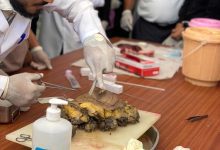 كلية الطب بجامعة عدن تحتفي باليوم العالمي للأمراض بفعالية توعوية مميزة