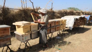 النحالون يعودون إلى مراعي المخا مع سهولة الطرق وبدء موسم السدر