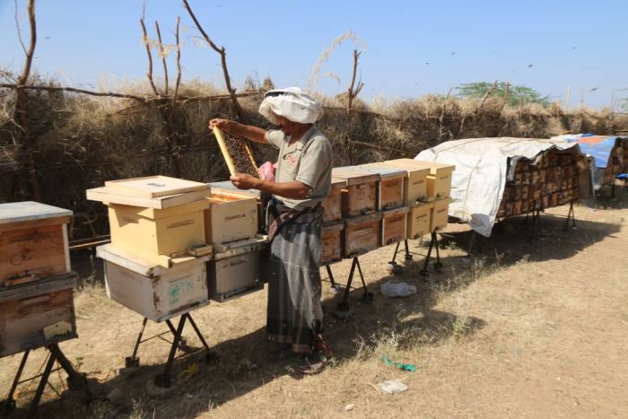 النحالون يعودون إلى مراعي المخا مع سهولة الطرق وبدء موسم السدر