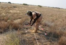 مسام: تفكيك حقول ألغام حوثية متآكلة كانت تهدد المزارعين والرعاة في ميدي بحجة