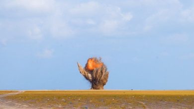 "مسام" يتلف 4100 لغماً وقنبلة ومخلفات حربية في باب المندب