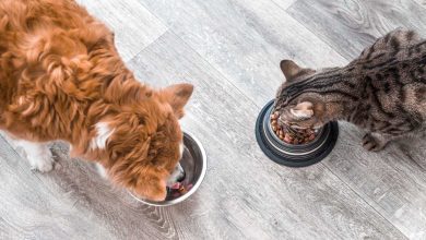 مصر.. تسرب غاز يودي بحياة 4 أفراد من أسرة واحدة اختناقا