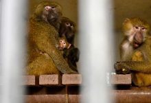 الحد من استخدام القردة للأغراض العلمية.. ماذا ينوي ترامب؟