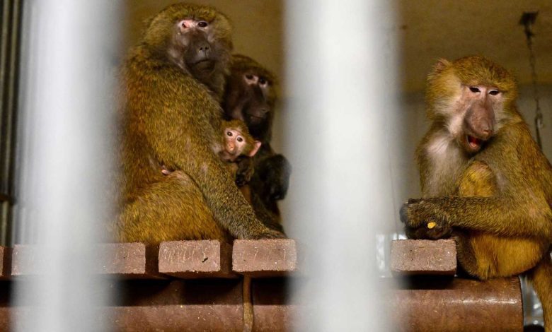 الحد من استخدام القردة للأغراض العلمية.. ماذا ينوي ترامب؟