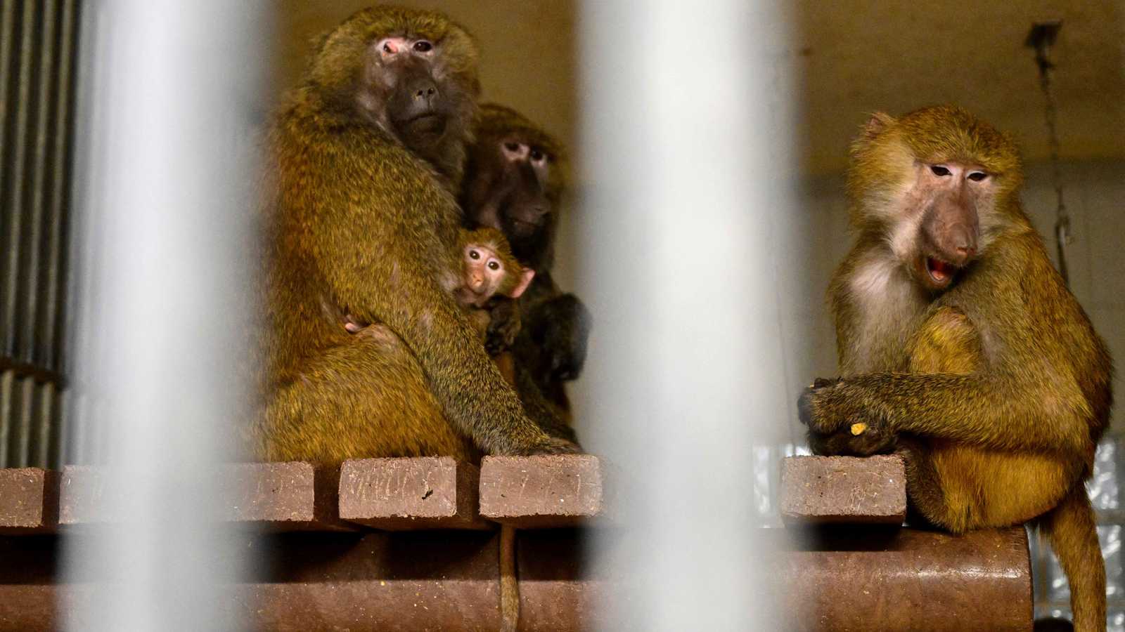 الحد من استخدام القردة للأغراض العلمية.. ماذا ينوي ترامب؟