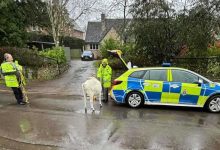 الكشف عن رسالة مؤثرة من الفنانة سمية الألفي إلى نجلها أحمد الفيشاوي قبل رحيلها