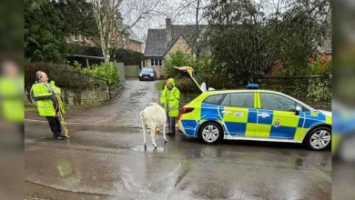 الكشف عن رسالة مؤثرة من الفنانة سمية الألفي إلى نجلها أحمد الفيشاوي قبل رحيلها