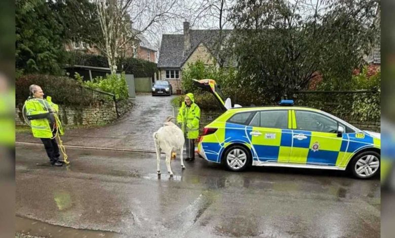 الكشف عن رسالة مؤثرة من الفنانة سمية الألفي إلى نجلها أحمد الفيشاوي قبل رحيلها