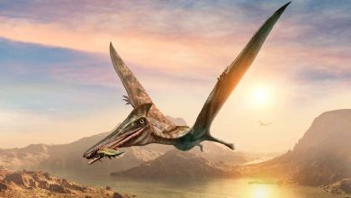 تمهيدًا للإعدام.. إحالة المتهم بالتعدي على تلاميذ مدرسة في مصر