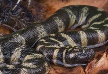 الكشف عن هوية ثعبان أحفوري عمره 37 مليون سنة