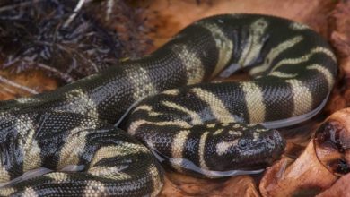 الكشف عن هوية ثعبان أحفوري عمره 37 مليون سنة