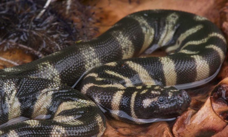 الكشف عن هوية ثعبان أحفوري عمره 37 مليون سنة