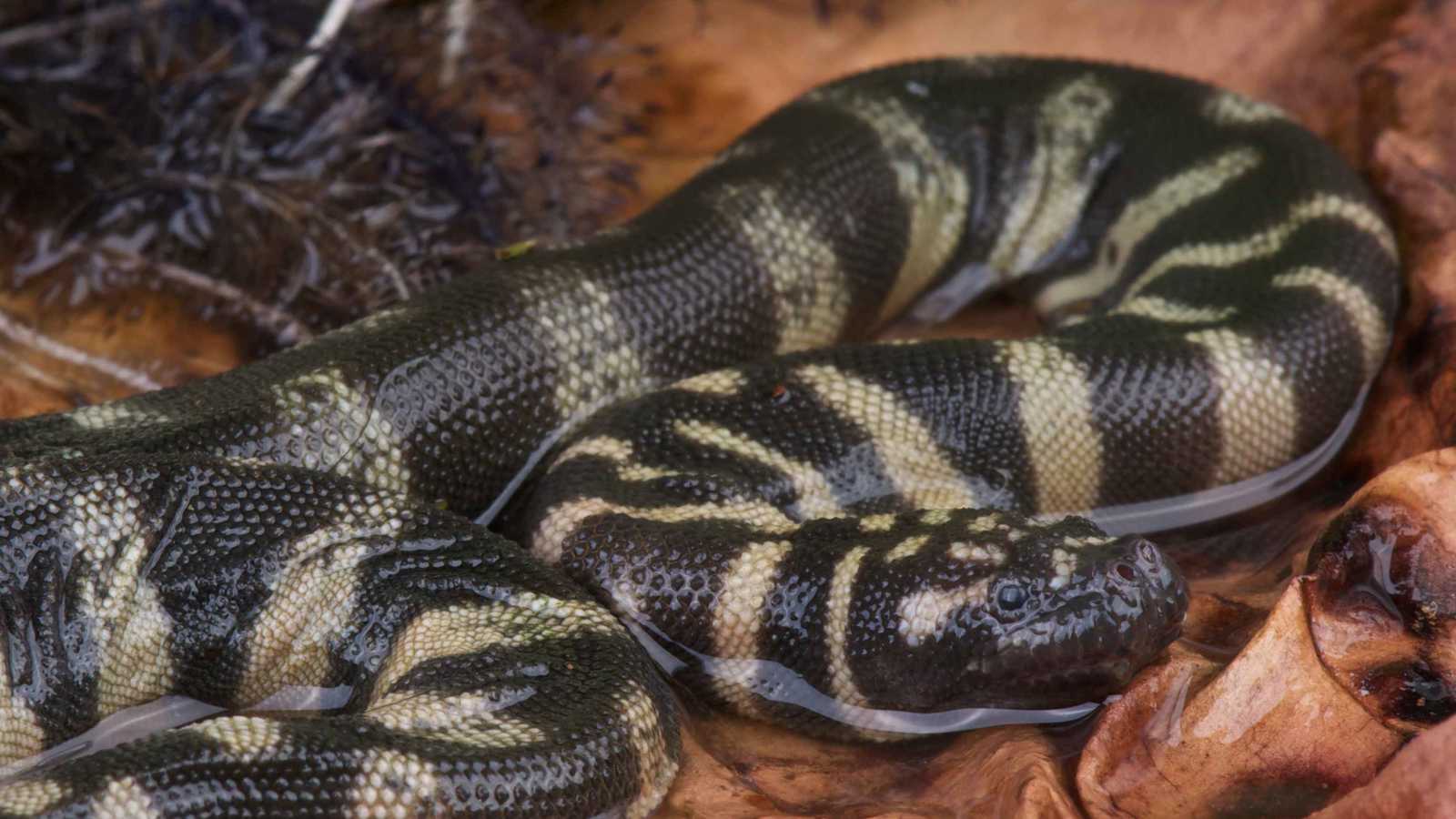 الكشف عن هوية ثعبان أحفوري عمره 37 مليون سنة