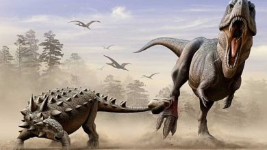 مومياء ديناصور نادرة تعود إلى أكثر من 110 ملايين سنة