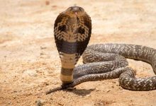 رغم هجومها السابق.. نيكي ميناج تثير الجدل بدعم ترامب (فيديو)